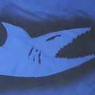 White Sharks_Gruppenfahne_Klein.jpeg