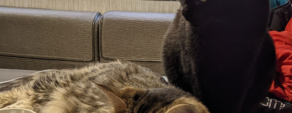 Cats chilling on the table