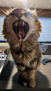 Cat with mouth open