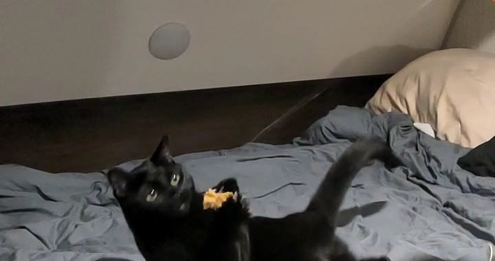 Cat playing with toy