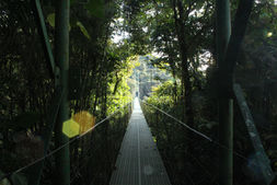 Landscape of a wired bridge  with tall trees.