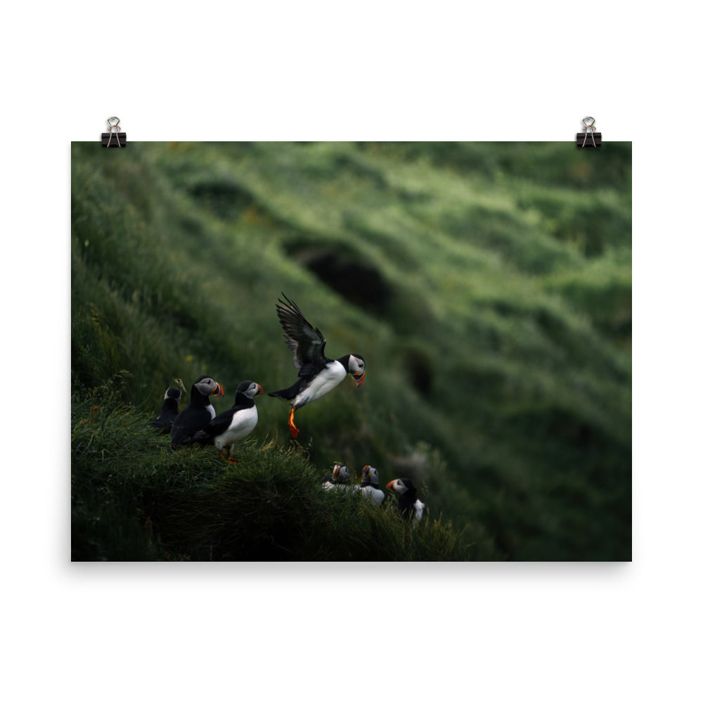 Puffin v5 (Print)