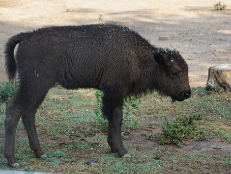 NACE BISONTE AMERICANO EN EL ZOOLÓGICO DE MORELIA.