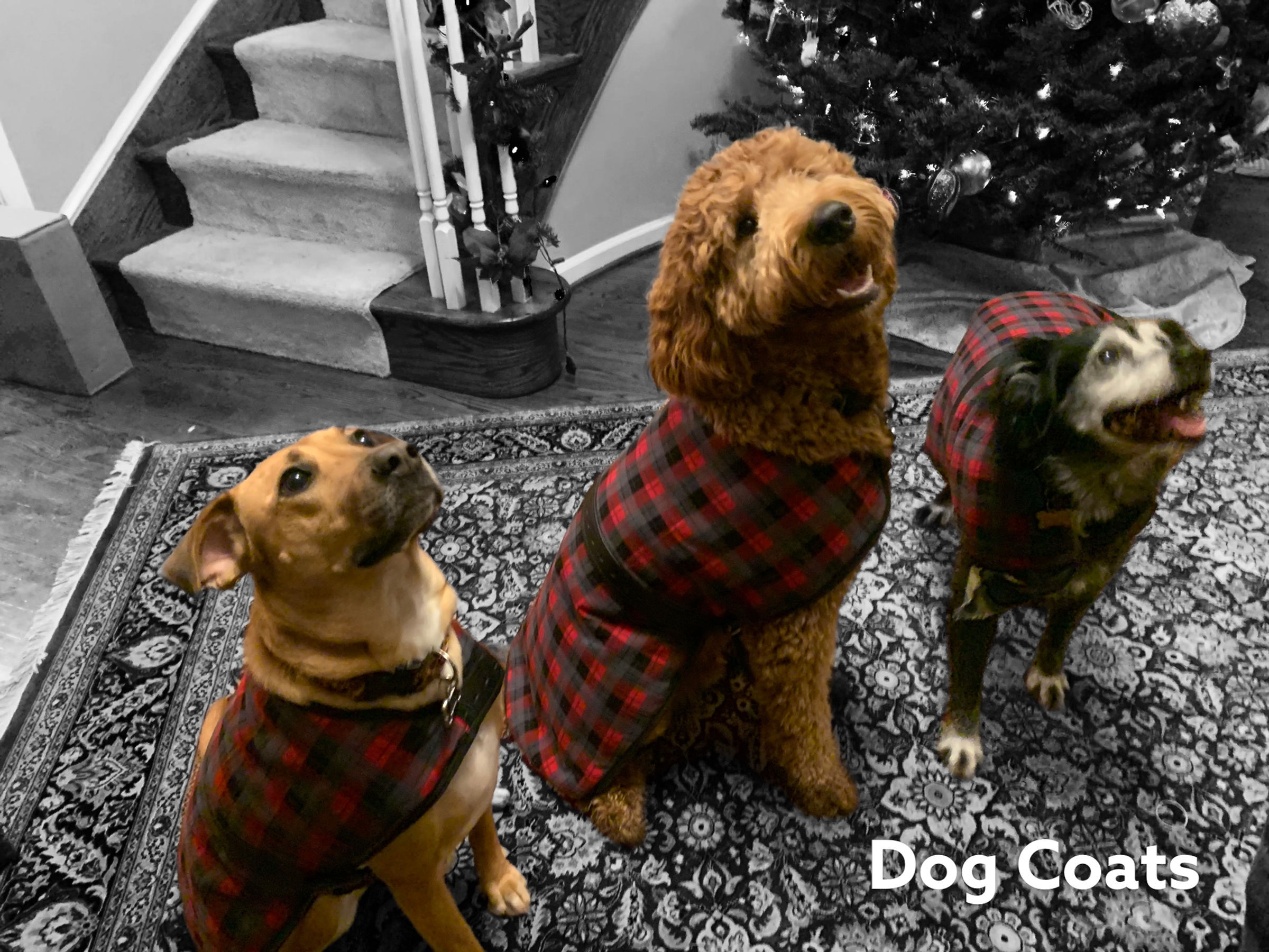 Dog Coats - Couture