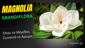 Αειθαλής μανόλια: Η «βασίλισσα» της προϊστορίας στον κήπο σας.