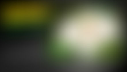 Αειθαλής μανόλια: Η «βασίλισσα» της προϊστορίας στον κήπο σας.