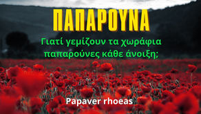 παπαρούνα