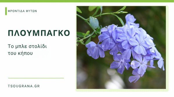 Πλουμπάγκο: Το μπλε στολίδι του κήπου