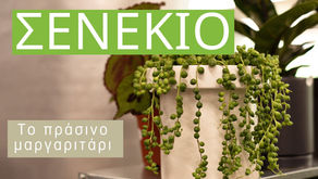 Σενέκιο: το φυτό με τα πράσινα μαργαριτάρια