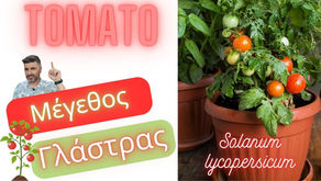 γλάστρα ντοματιάς