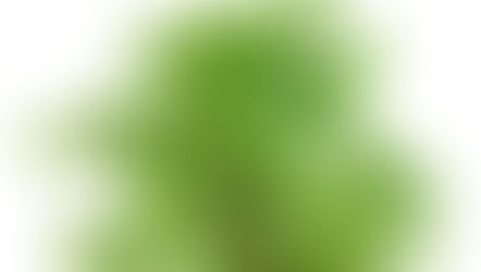 Φίκος Μπέντζαμιν (Ficus Benjamina)