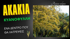 Ακακία (Acacia saligna): Το ανθεκτικό δέντρο που μεταμορφώνει το τοπίο και το έδαφος