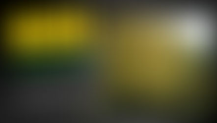 Ακακία (Acacia saligna): Το ανθεκτικό δέντρο που μεταμορφώνει το τοπίο και το έδαφος