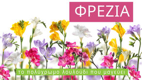 Φρέζια (Freesia spp.): Το αρωματικό λουλούδι που γεμίζει τον κήπο άνοιξη (video)