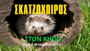 Σύμμαχοι με αγκάθια: Γιατί ο σκαντζόχοιρος στον κήπο είναι το καλύτερο δώρο για τα φυτά σας