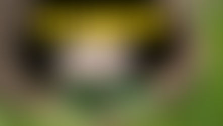 Σύμμαχοι με αγκάθια: Γιατί ο σκαντζόχοιρος στον κήπο είναι το καλύτερο δώρο για τα φυτά σας