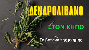 Δεντρολίβανο: Το βότανο της μνήμης και πώς να το μεγαλώσετε σωστά στο σπίτι σας.