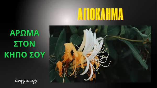 Αγιόκλημα: άρωμα στον κήπο σου — λευκά και κίτρινα άνθη Lonicera japonica.