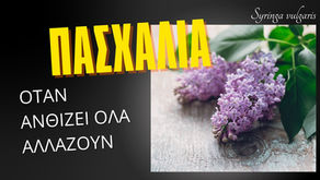 Πασχαλιά (Syringa vulgaris): Το ανοιξιάτικο φυτό που μυρίζει Πάσχα πριν το δεις