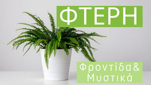 Φτέρη της Βοστώνης: Φροντίδα & Μυστικά