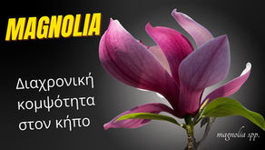 Φυλλοβόλος μανόλια: Το μαγικό δέντρο που ανθίζει χωρίς φύλλα