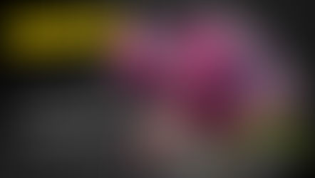 Φυλλοβόλος μανόλια: Το μαγικό δέντρο που ανθίζει χωρίς φύλλα