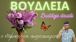 Βουδλέια ή Μπουτλέια (Buddleja davidii) – Ο μαγνητικός «θάμνος της πεταλούδας»