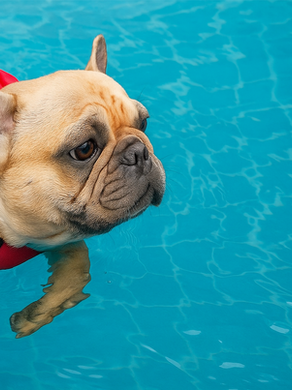 Can French Bulldogs Swim? Safety Tips and Alternatives for Water Fun