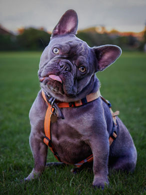 What Does a Frenchie Dog Look Like?