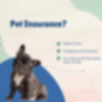 Pet Insurance
