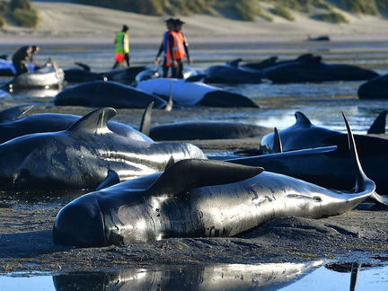 The silent cry of 300 whales