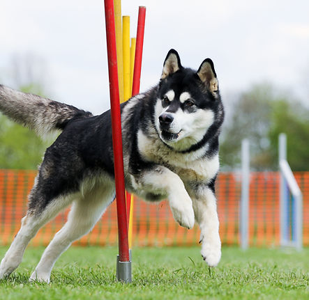 KissSlalom (1 von 1).jpg