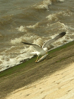 The sea gull on the tejyo river