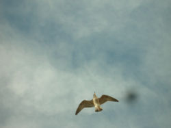 The sea gull fly over the tejo river
