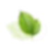 Folhas 2.png