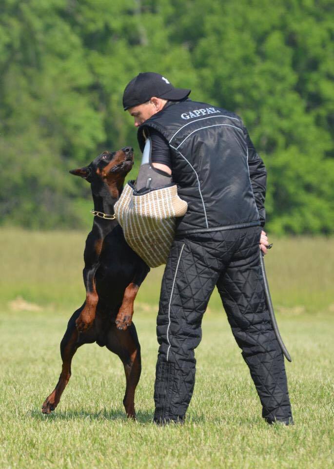 best puppies for seniors