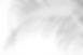 abstract background of shadows palm leaves on a white wall. White and Black..jpg