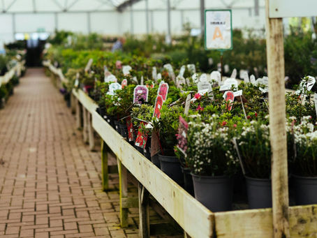 Rangées de plantes en pot dans une serre de production horticole