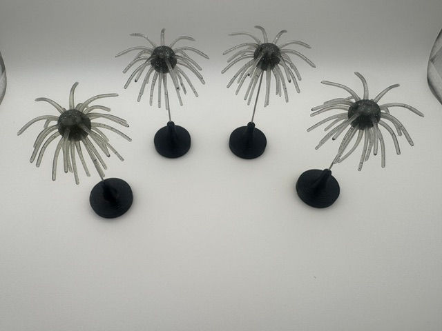 Chesapeak Glimmer Urchins