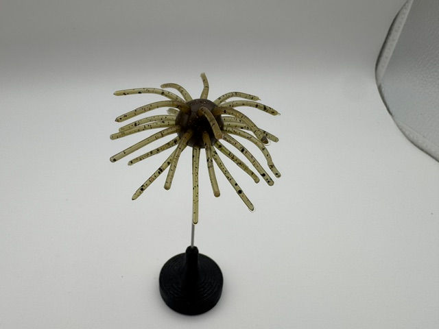 Thumbnail: Pumpkin Copperhead Urchin