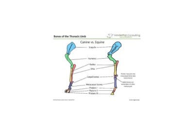 Thumbnail: Species Skeleton Diagrams