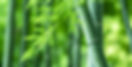 AdobeStock_456725717_edited.jpg