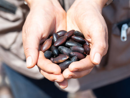 Baru Nut: Green Light for Export to Europe