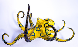 Blue Ring Octopus