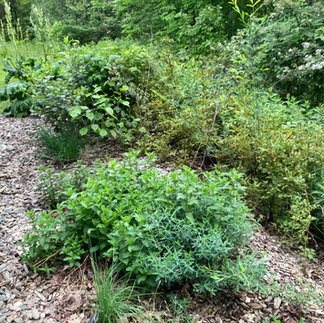 Richford Rain Garden