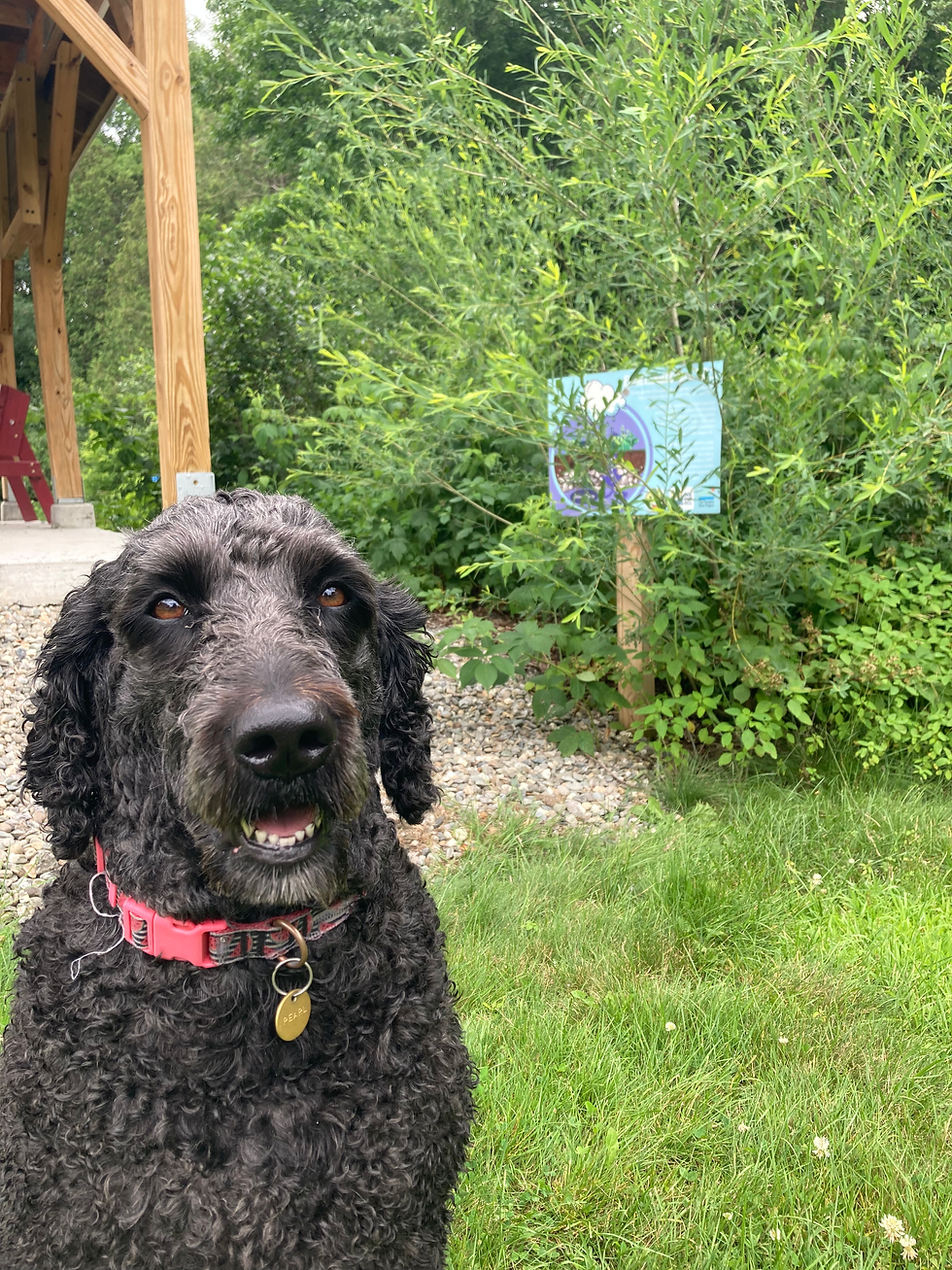 Pearl Visits Rain Gardens in the Watershed 