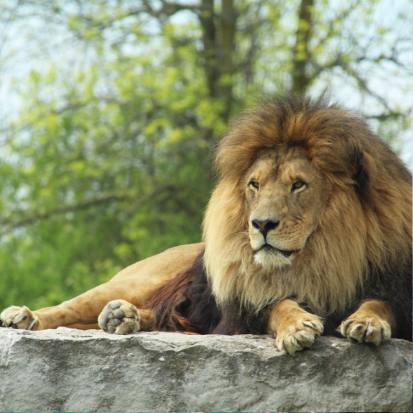 African Lion Safari