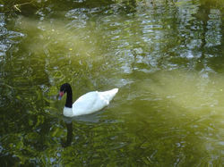 tierpark-goldau-033_lbb