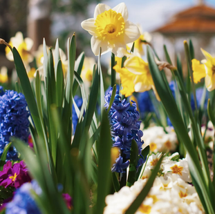 Drugie życie wielkanocnych zwiastunów: Co zrobić z cebulkami żonkili i hiacyntów po przekwitnięciu?