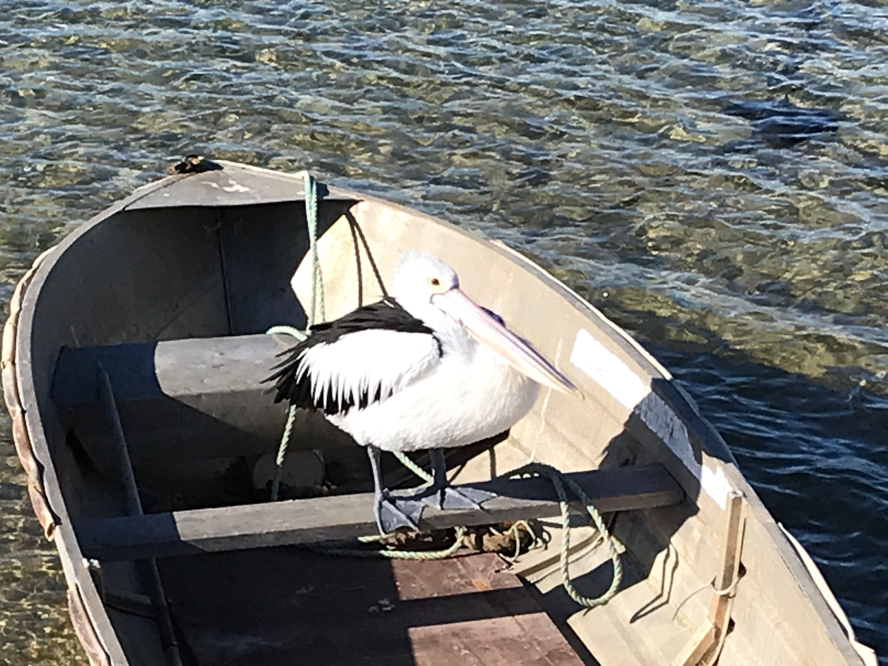 Massive Pelican